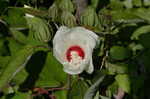 Swamp rosemallow